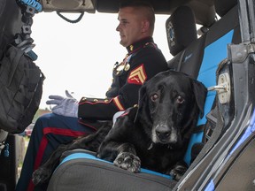 U.S. Marine veteran Lance Cpl. Jeff DeYoung and Cena a 10-year-old black lab who was a military service dog, drive away for his last ride in downtown Muskegon, Mich., on Wednesday, July 26, (Joel Bissell/Muskegon Chronicle via AP)
