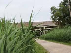 Phragmites pictured along the Howard Watson Nature Trail between Exmouth Street and Michigan Avenue. The section of trail is scheduled to close Monday as contractors apply herbacides to eradicate the invasive reeds. (Tyler Kula/Sarnia Observer/Postmedia Network)