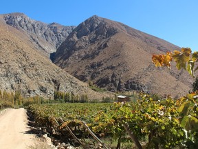 Vi–edos de Alcohuaz is ChileÕs highest altitude vineyard, where grapes thrive in the Andes mountains at 2,200 metres above sea level in this stunning, wild landscape. JANIE ROBINSON PHOTO