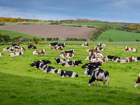 Columnist Ben McLean thinks there's something nice about being surrounded by farms with cows and horses. (Getty Images)