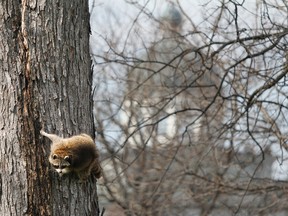 A mother raccoon climbs down from a tree, with the Frontenac County Court House seen in the distance, to scavenge for food in city park in Kingston, Ont. on Monday April 18, 2016. Julia McKay/The Whig-Standard/Postmedia Network