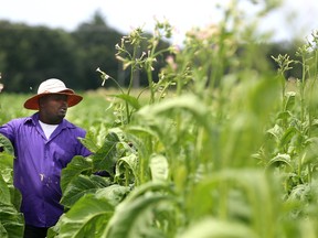 This photo was published on the front page of The London Free Press on Thursday, July 28, 2017. Ian Browne of Jamaica tops tobacco at Golden Leaf tobacco farm in Mt. Brydges, west of London. The tops of the tobacco plant are the flowers, which are broken off so the plant puts more resources into growing leaves than flowering. (MIKE HENSEN, The London Free Press)