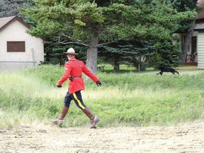 Damian Gillis was vacationing in Waterton Lakes National Park when he took this photo of a Mountie chasing a bear from the town site. | Damian Gillis / Contributed Photo