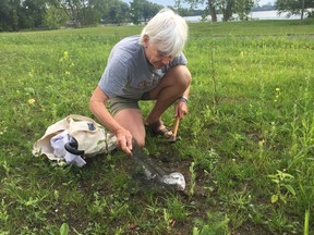 Mary Farrar uncovers a turtle nest with mesh in Douglas Fluhrer Park in Kingston. Volunteers are currently keeping track of the turtles that come into the park to lay their eggs, with already 100 tracked through GPS monitoring this year. (Joseph Cattana/For The Whig-Standard)