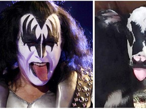 This July 28, 2017, photo at right, provided by Heather Taccetta in Kerrville, Texas, shows a newborn calf named Genie, with facial marking that resemble Gene Simmons, the bass player for the rock group KISS, shortly after its birth in Kerrville. On Sunday, July 31, 2017, Simmons, shown in an April 5, 2009, file photo, tweeted his admiration for the calf. (Heather Taccetta via AP, right), (AP Photo/Natacha Pisarenko, left)