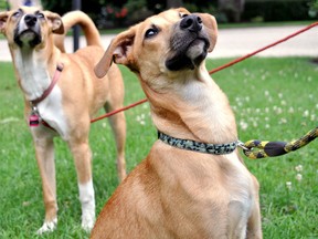 Poco (right) and Nala were adopted in Cuba by Londoners Glen and Jobyna Bell. (CHRIS MONTANINI, Londoner)