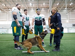 Eskimos players (from left) Danny Groulx, Alexandre Dupuis and Justin Sorensen look on as Cst. Lauren Croxford plays tug of war with PSD Bender during Edmonton Eskimos practice at the Commonwealth field house in Edmonton on Tuesday, Aug. 1, 2017. Codie McLachlan/Postmedia