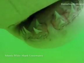 A great white shark tries to take a bite out of an underwater video camera in footage captured by the Atlantic White Shark Conservancy. (Facebook/Atlantic White Shark Conservancy)