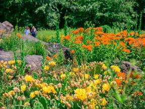 Paddle cactus, butterfly milkweed, and little blue stem grass grow together in this sun drenched outcrop of the NYBG?s Native Plant Garden in New York. These sun and heat-loving plants are perfectly at home growing side by side. (Photos by New York Botanical Garden/via AP)