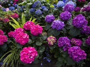 The Hydrangea does not require a lot of care but does provide long periods of beauty in your garden. (Julie Jocsak/Postmedia News)