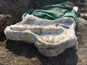 This one-tonne skull belongs to dinosaur named Chasmosaurus canadensis and is nearly two metres long, more than a metre wide and a metre deep. (Museum of Nature handout)