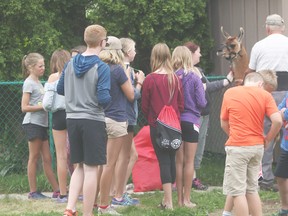 Locals take pictures and wait to pet da Vinci the llama during the last day of the Vacation Bible School at Egmondville United Church. (Shaun Gregory/Huron Expositor)