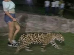 A woman is seen walking a jaguar through Las Riberas park in Culiacán, Mexico in this photo posted to social media. (Facebook)