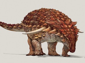 An illustration of the new species of armoured dinosaur, named Borealopelta markmitchellii. Supplied / Government of Alberta