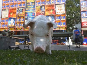Lester Christie hauls supplies under the nose of Boss Hog?s mascot, Wilbur, at London Ribfest in Victoria Park. The festival continues through Monday with food, music and craft vendors. (DEREK RUTTAN, The London Free Press)