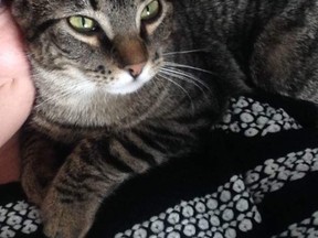 Hunter, a young male tabby, has been missing for five days. He has a medical condition that requires treatment and his keepers are eager to find him. (Photo supplied)