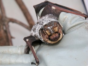 The hoary bat, one of eighteen indigenous species of bats in Canada. (Photo submitted)