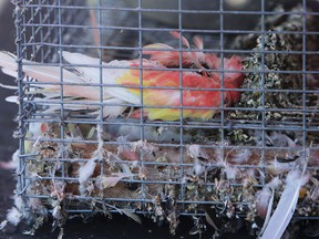 This photo shows one of the dead birds still in a cage as the Inland Valley Humane Society removes animals, some alive and some dead, from a warehouse Friday, Aug. 4, 2017 in Montclair, Calif. (Terry Pierson/Los Angeles Daily News via AP)