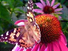 Outdoors photo butterfly