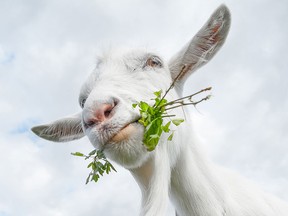File photo of  a goat. (mihtiander/Getty Images)