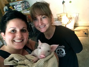 In this Friday, July 7, 2017 photo provided by Francesca McAndrews, McAndrews, left, takes a selfie with a piglet, who McAndrews named Enzo and the animal's caretaker Lorrie Dunn in Lancaster, Pa. McAndrews, who rescued the piglet that was darting in and out of morning rush hour traffic, is getting help from local businesses to fund a surgery the animal needs to survive. (Francesca McAndrews via AP)