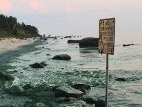 Blue-green algae lines the shore of Victoria Beach in late July 2017. Winnipeg's combined sewer overflows send diluted sewage into waterways, as one source of pollution that fuels algae growth on Lake Winnipeg. SUBMITTED PHOTO/ Courtesy of Dawn Garvie