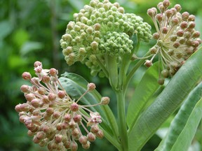 Just a few years ago we pulled milkweed from our gardens. It is a 'weed' after all it is in the name, right? Now we pay good money for milkweed seeds to provide habitat and food for migratory monarch butterflies.