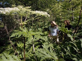 Conservation Lands Planner Victoria Maines (left) and Natural Heritage Ecologist Charlotte Cox walk through a patch of giant hogweed in Terra Cotta, Ont. on July 20, 2009. It can cause third degree burns and even permanent blindness -- and it's spreading. (Darren Calabrese/The Canadian Press/Files)