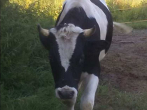 A farmer in Pontiac, Que. found a wandering cow on her property on Tuesday and MRC des Collines police are asking for the public's help to locate the bovine's owner.  MRC DES COLLINES-DE-L’OUTAOUAIS