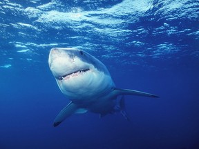 Great White Shark