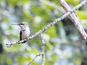 The range maps in a field guide would quickly lead to an identification of this London bird as a ruby-throated hummingbird. If there was a field guide that focussed on the first-year birds of Eastern North America, it would be easier to determine this is a juvenile.  (JAMES HARDING/SPECIAL TO POSTMEDIA NEWS)