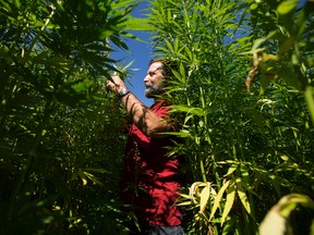 Jan Slaski, team lead Crop Development and Managment with InnoTech Alberta, inspects a hemp test plot at Alberta Innovates-Technology Futures (AITF), in Vegreville Wednesday Aug. 9, 2017. Photo by David Bloom