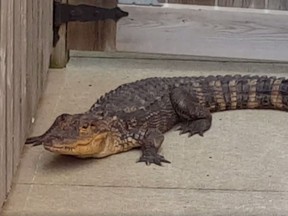 An alligator is captured in the yard of Hamilton resident Walter Ertsinian on Aug. 8, 2017. (Facebook)
