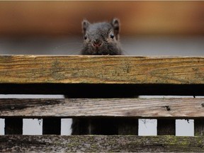 In this file photo, a squirrel peeks over a fence at Shannon Mews situated along Granville Street and 57th Avenue in Vancouver, B.C. (Arlen Redekop/PNG)