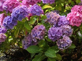Typically, a fall-planted perennial will reach its full size the first summer, while a spring-planted one can take two or three summers to become well-established.