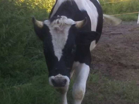 This Holstein bull is back home after a big adventure this week. MARTIN FOURNEL / MRC DES COLLINES POLICE