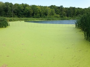 Blue-green algae is back in Kingston area waterways, warns Kingston, Frontenac and Lennox and Addington Public Health.