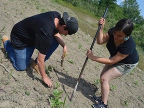 Chase Waddilove, left, and Samantha Doxtator, right, plant a plug at the old quarry between Morpeth and Rodney. They're part of the Antler River Guardians from the 4 Directions, a First Nations summer youth group that encourages land stewardship and conservation.
