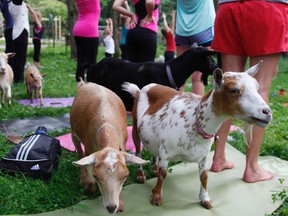 In this photo taken July 19, 2017, goats walk through a yoga session at Oak Hollow Acres Farm in Burlington, Wis. (AP Photo/Carrie Antlfinger)