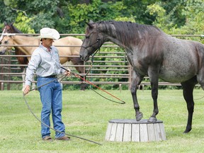 Horseman Ron Pyne works with 10-year-old Tango and a platform during a break after his morning demonstration at the Kingston Sheep Dog Trials at Grass Creek Park on Friday. (Julia McKay/The Whig-Standard)
