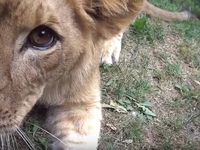 A screen grab from activists' video from Papanack Zoo.