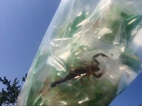 A scorpion is shown in a banana bag in Halifax in this recent handout photo taken from video. A weatherman says he got more than he bargained for during a recent trip to a Costco in Halifax after finding a live scorpion in a bag of bananas. Nathan Coleman, a reporter for The Weather Network, says he was unloading groceries when his 11-year-old daughter spotted something squirming in a plastic bag. (THE CANADIAN PRESS/HO - Nathan Coleman)