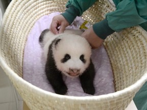 This Friday, Aug. 11, 2017 photo released by Tokyo Zoological Park Society Monday, Aug. 14, 2017, shows a giant panda cub during a health check at Ueno Zoo in Tokyo, two months after the female cub born on June 12. As of last week, the giant panda cub is still unable to stand on all fours. On this Friday, the panda cub had its measurements taken and underwent physical examinations, and was reported to be in good condition on Monday, Aug. 14. (Tokyo Zoological Park Society via AP)