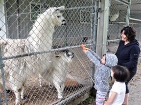 Zoe Ritu, 6, reached as high as she could with this carrot but couldn’t reach the alpaca at the Mitchell Lions Animal Farm in Lions Park recently. Zoe and her four-year-old sister Willow and mom Tina, of the Fullarton area, are regular visitors to the park. During this visit, they brought some cheerios and carrots to feed the variety of animals. ANDY BADER/MITCHELL ADVOCATE