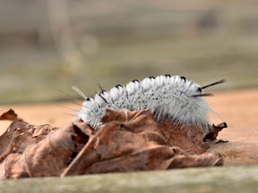 SUBMITTED PHOTO
The Hickory Tussock Moth caterpillar has become an increasingly popular topic of discussion the past few years, said David Bree, senior natural heritage education leader at Presqu’ile Provincial Park. The caterpillar is soft looking but is not to be touched.
