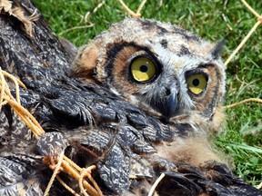 A great horned owl trapped in a soccer net that was recently rescued by staff from Salthaven Wildlife Rehabilitation Centre. (CHUCK DICKSON, Special to Postmedia Network)