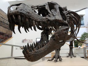 A model of a monstrous, bone-crushing Tyrannosaurus rex sits on display in the main room of the New Mexico Museum of Natural History and Science in Albuquerque, N.M., on Tuesday, Aug. 15, 2017. Museum curator of paleontology Thomas Williamson discovered the fossil remains of a T. rex relative in northwestern New Mexico in 1996 and worked with researchers at Los Alamos National Laboratory last fall to scan the skull in hopes of gleaning new information about the evolution of the predators. (AP Photo/Susan Montoya Bryan)