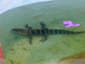 A 4-foot alligator was found and removed from an outdoor pool at the Bayview Inn & Suites, in Atlantic City, NJ, Tuesday, Aug. 15, 2017. (Craig Matthews/The Press of Atlantic City via AP)