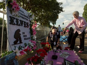 Roger Engelby, left, and Jerry Engelby set up their street memorial before a candlelight vigil for Elvis Presley at Graceland, Presley's Memphis home, on Tuesday, Aug. 15, 2017, in Memphis, Tenn. The Jefferson City, Missouri residents have been to every vigil at Graceland since 1993. Fans from around the world are at Graceland for the 40th anniversary of the rock n' roll icon's death. Presley died Aug. 16, 1977. (AP Photo/Brandon Dill)