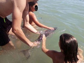 A baby dolphin died, possibly from stress, after kids and others passed the mammal around while posing for photos on a beach in southern Spain. (Photo posted by Equinac on Facebook)